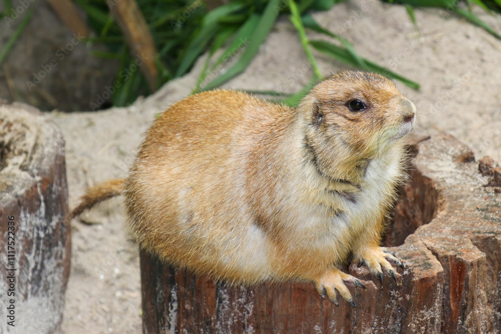 Single Prairie Dog in ZOO Single Prairie Dog in ZOO