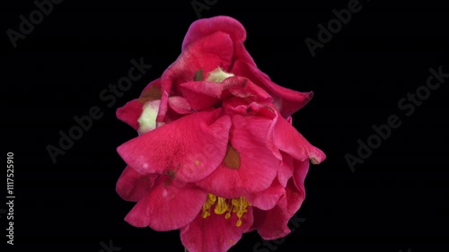 Time lapse of dying red camellia flower with ALPHA channel