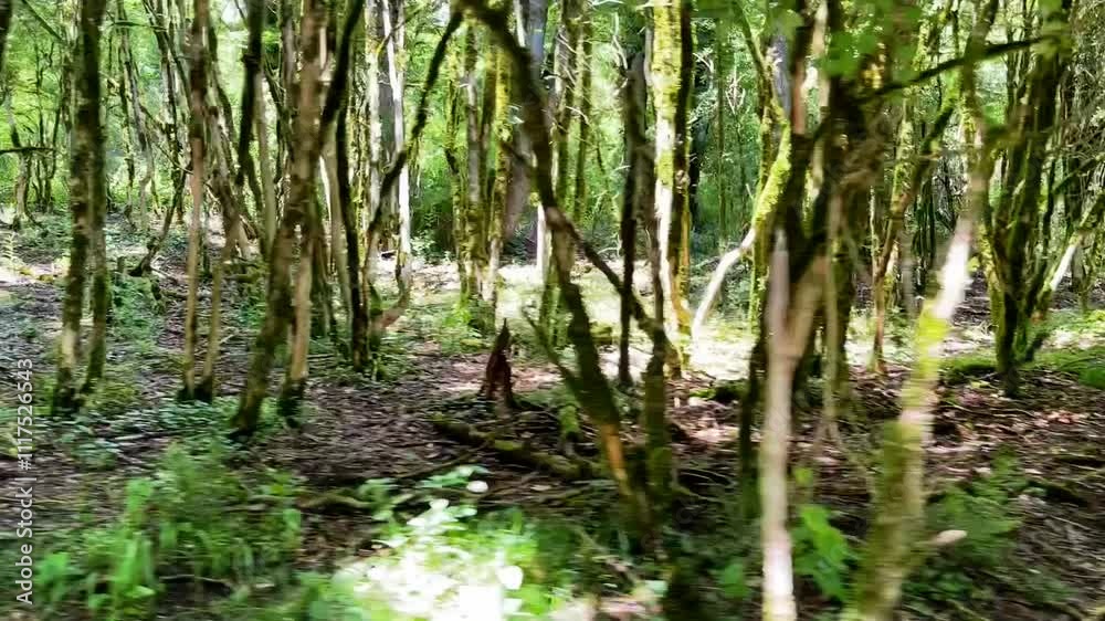 dense subtropical forest on a mountainside dense subtropical forest on a mountainside