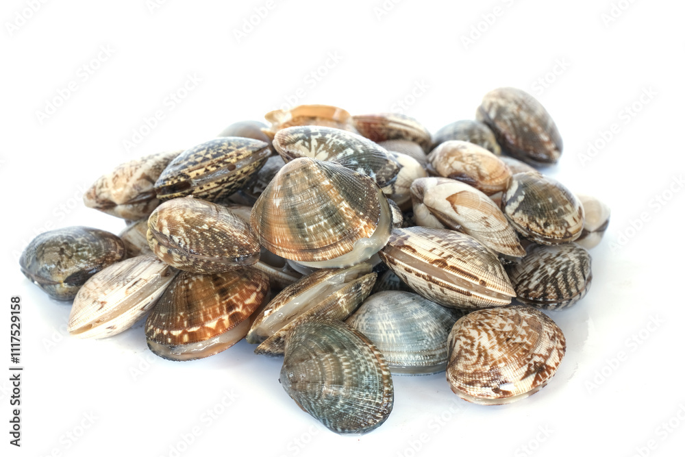 Clams on white background. Seafood. Clams on white background. Seafood.