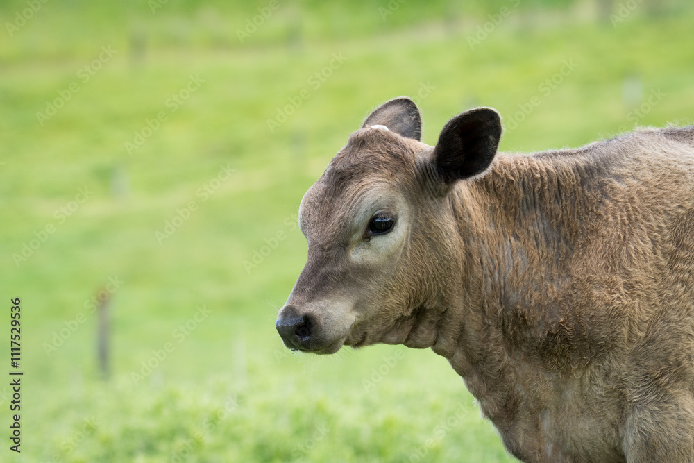 Young Calf in green grassy field Young Calf in green grassy field