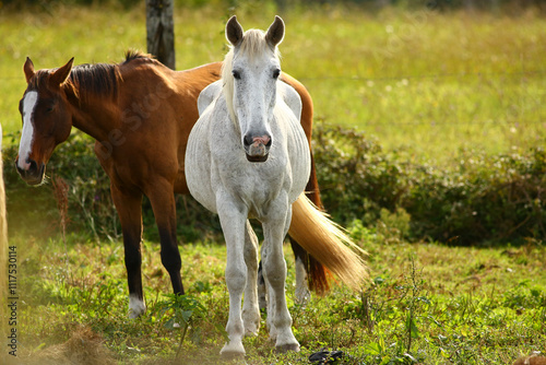 Close-up of a beautiful purebred horse outdoors grazing grass