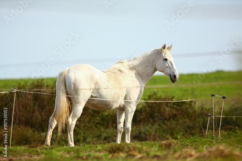 Close-up of a beautiful purebred horse outdoors grazing grass