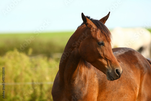 Close-up of a beautiful purebred horse outdoors grazing grass
