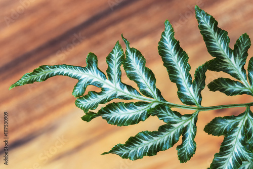 Pteris cretica is called the brake of Crete, banded fern leaves photo