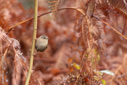 Le joli troglodyte mignon