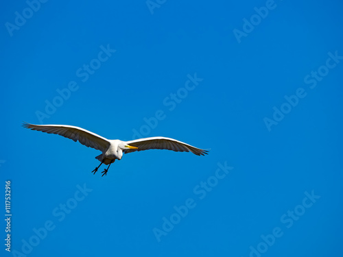 White little egret bird ardea alba flying wings spread blue background