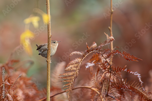 Le joli troglodyte mignon