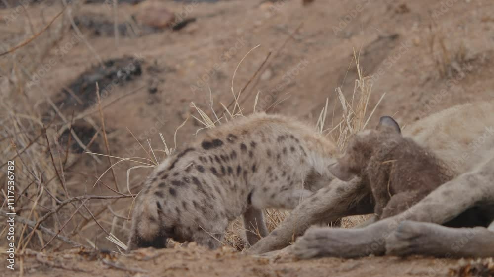 A close up of a spotted hyena sniffing the ground, its nose searching for food in Kruger A close up of a spotted hyena sniffing the ground, its nose searching for food in Kruger