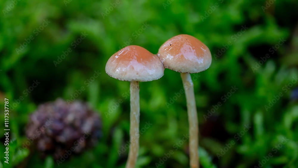 Delicate Mushrooms Growing in Lush Greenery Delicate Mushrooms Growing in Lush Greenery