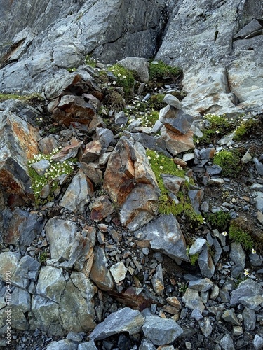 Austrian Alps - view of the flora in Stubai Alps