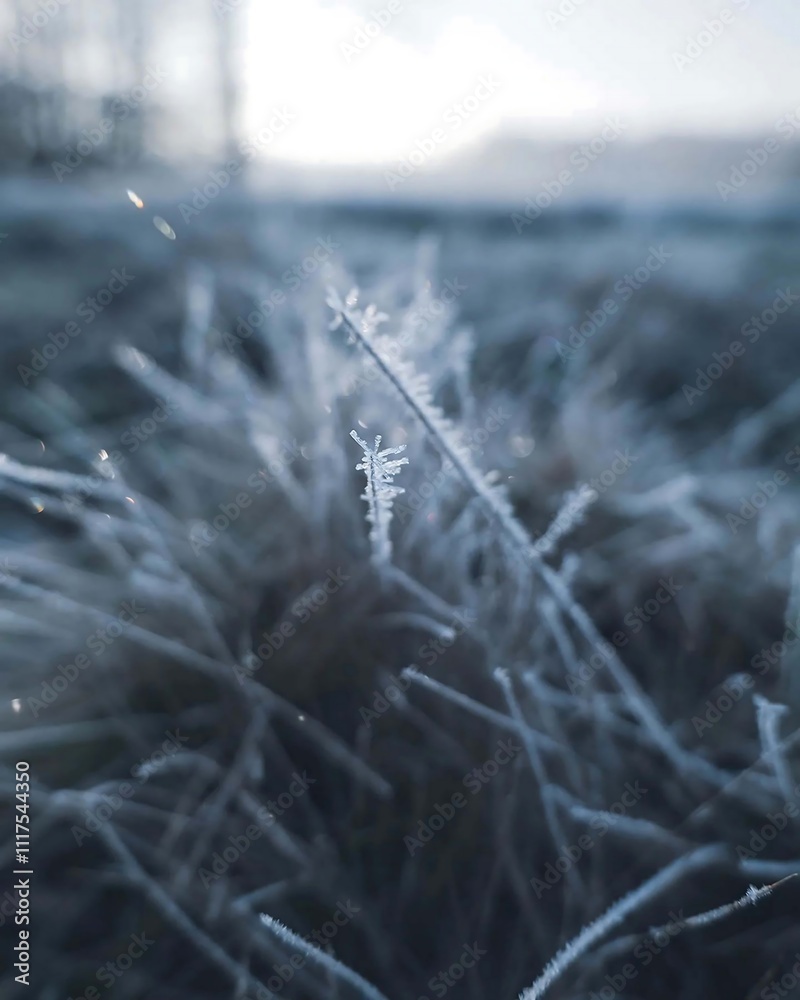 Frosted Grass in Morning Light Frosted Grass in Morning Light