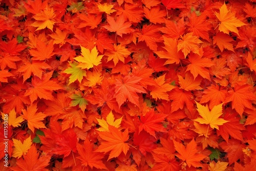 Dense vibrant pile autumn leaves maple colors overlapping