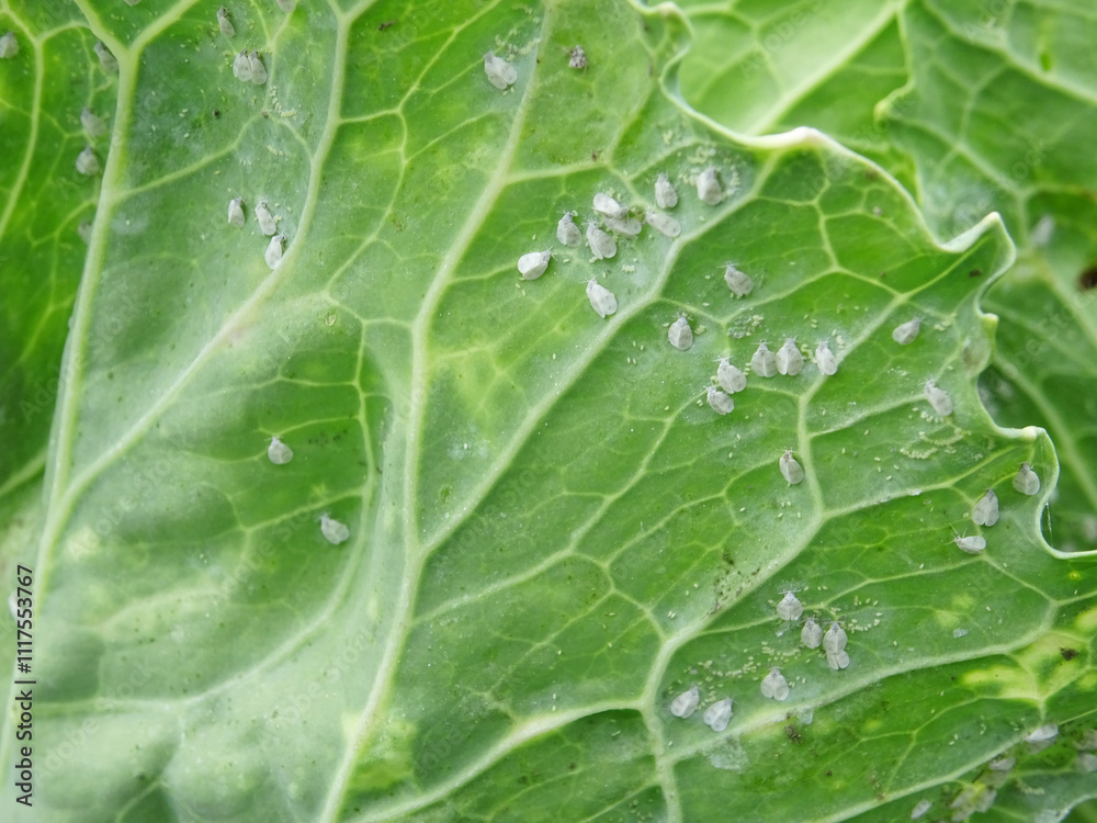 Pests of plants, whitefly on cabbage in the field Pests of plants, whitefly on cabbage in the field