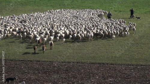 Flock of sheep on the move following two shepherds