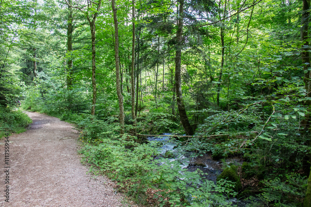 Chemin de terre en forêt alsacienne proche de Le Hohwald à 700 m d'altitude Chemin de terre en forêt alsacienne proche de Le Hohwald à 700 m d'altitude
