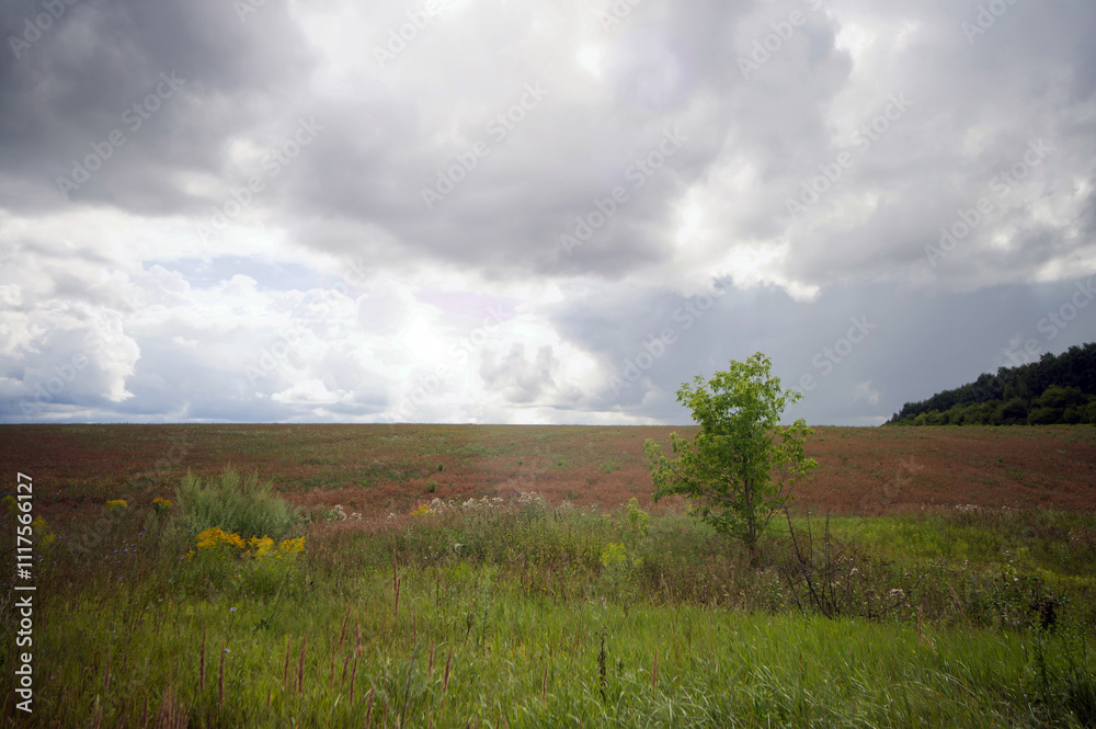 Fototapeta premium Field after harvesting grain on a cloudy day