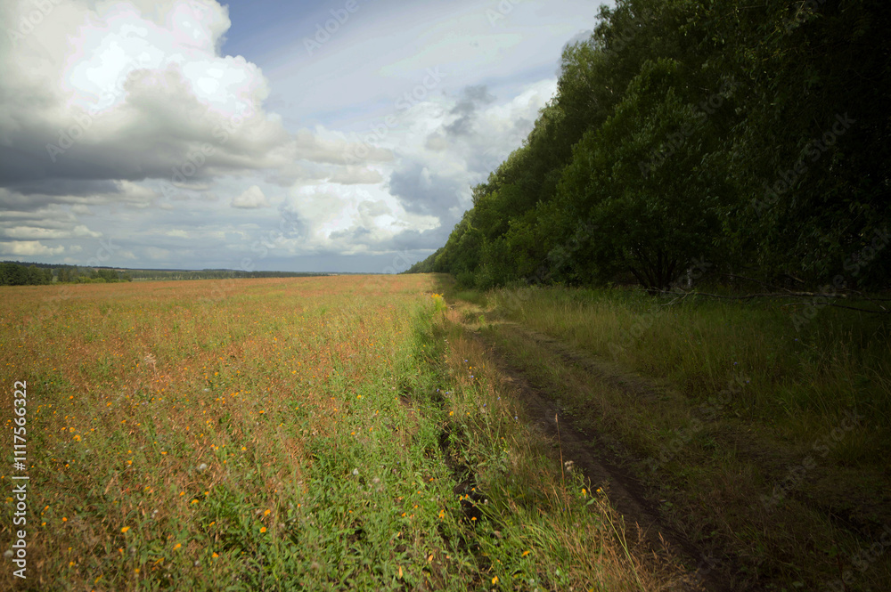 Fototapeta premium Field after harvesting grain on a cloudy day