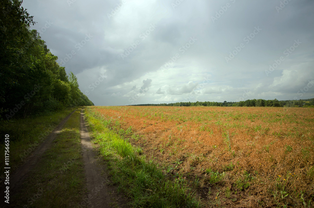 Fototapeta premium Field after harvesting grain on a cloudy day