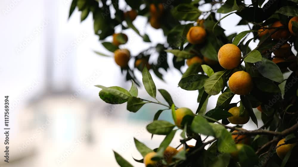 Tangerine garden with ripe tangerines on green branches. Mandarin trees at farm plantation cultivated in Tsikhisdziri. Harvest season in Georgia. Citrus Tangerine plant. Tangerine garden with ripe tangerines on green branches. Mandarin trees at farm plantation cultivated in Tsikhisdziri. Harvest season in Georgia. Citrus Tangerine plant.
