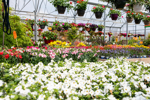 Serre fleurs et plantes entreprise fleuriste maraicher 