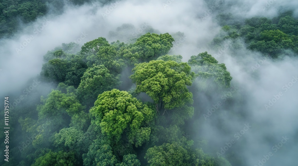 Lush green forest canopy shrouded in morning mist Lush green forest canopy shrouded in morning mist