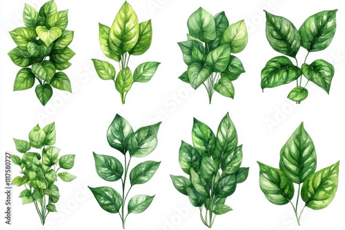 A collection of various green leaves illustrated in a botanical style.