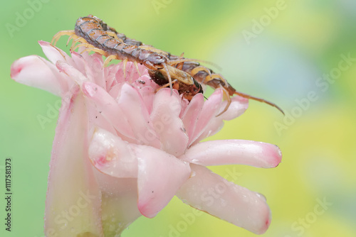 A centipede ready to prey on a cricket in a wild flower. This multi-legged animal has the scientific name Scolopendra morsitans. photo