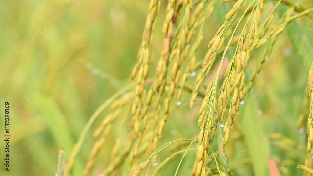 Ears of rice with green blurred background.
Golden ear of paddy rice. Closeup the bunch ripe golden green paddy grain growing with plant. Rice field in India. Rice or paddy farming. Ears of rice with green blurred background.
Golden ear of paddy rice. Closeup the bunch ripe golden green paddy grain growing with plant. Rice field in India. Rice or paddy farming.
