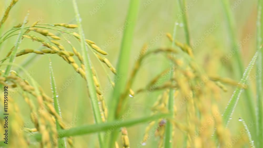 Ears of rice with green blurred background.
Golden ear of paddy rice. Closeup the bunch ripe golden green paddy grain growing with plant. Rice field in India. Rice or paddy farming. Ears of rice with green blurred background.
Golden ear of paddy rice. Closeup the bunch ripe golden green paddy grain growing with plant. Rice field in India. Rice or paddy farming.
