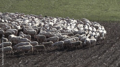 Flock of sheep turning in circles in slow motion
