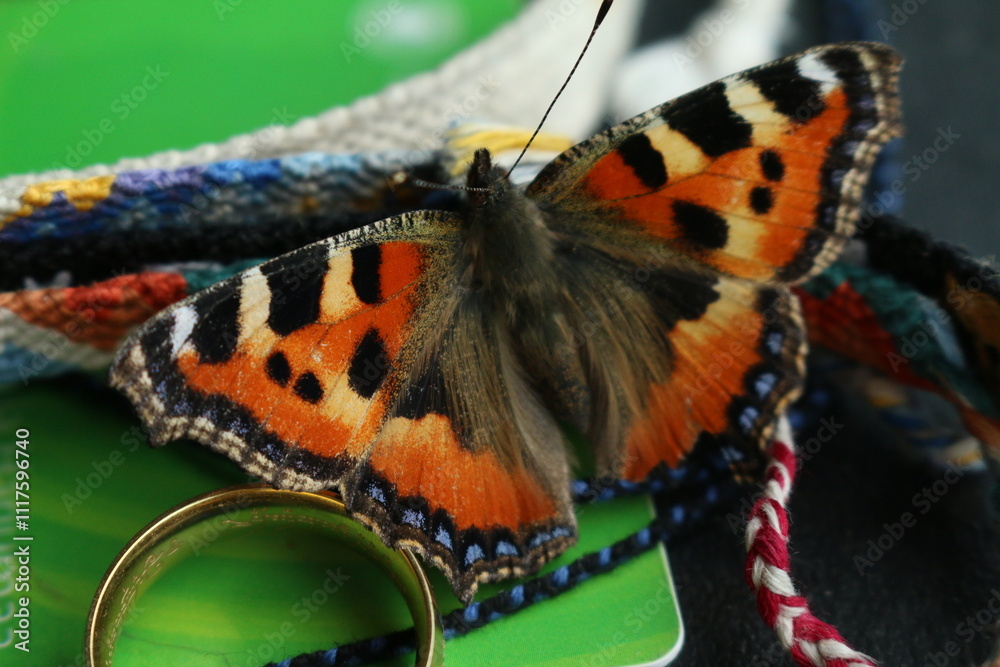 Obraz premium butterfly on a flower