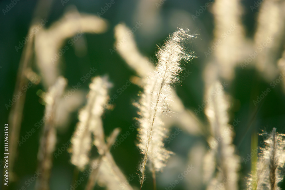 Fototapeta premium Soft Focus on Delicate Grass Stalks Bathed in Warm Sunlight