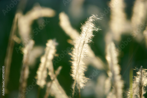 Soft Focus on Delicate Grass Stalks Bathed in Warm Sunlight