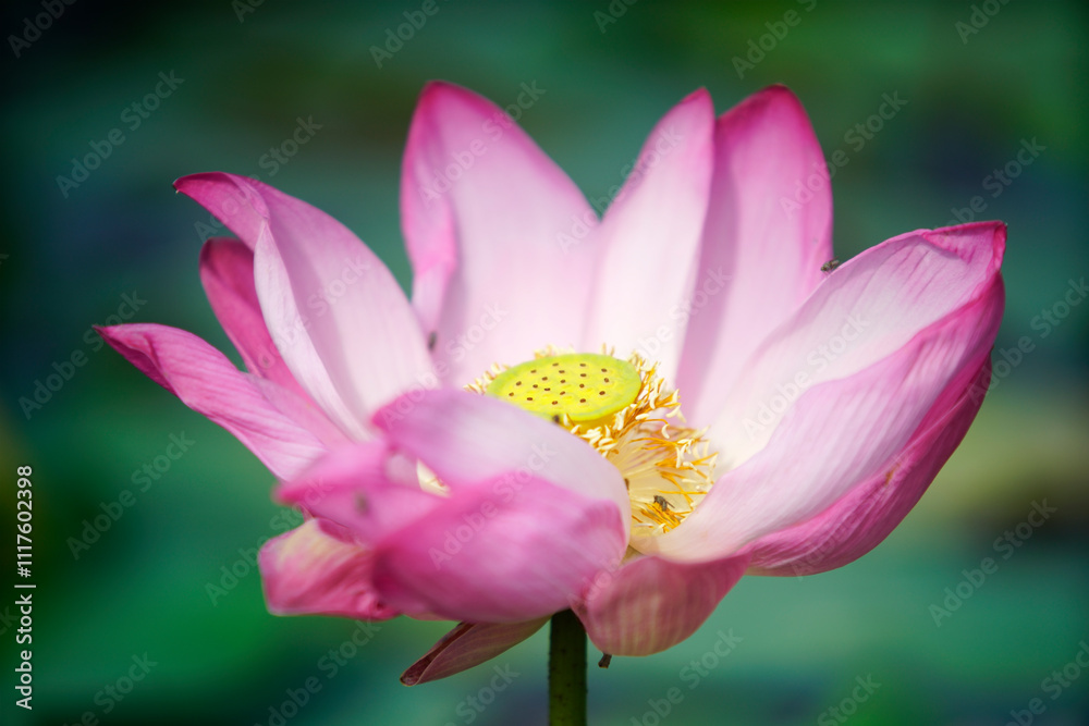 Pink Lotus Flower Blooming Over Green Water Surface in Natural Light Pink Lotus Flower Blooming Over Green Water Surface in Natural Light