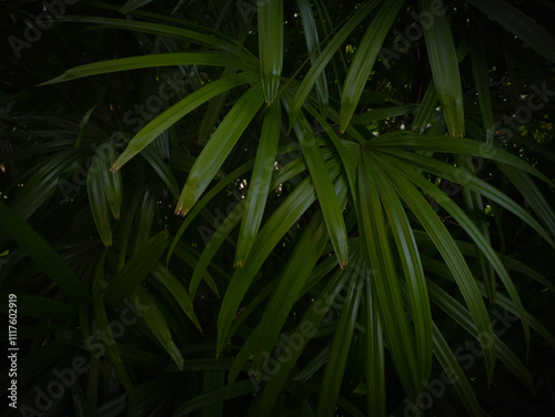 palm leaf pattern on black background