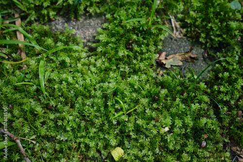 Mnium hornum moss close up photo