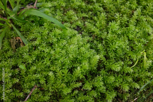 Mnium hornum moss close up photo