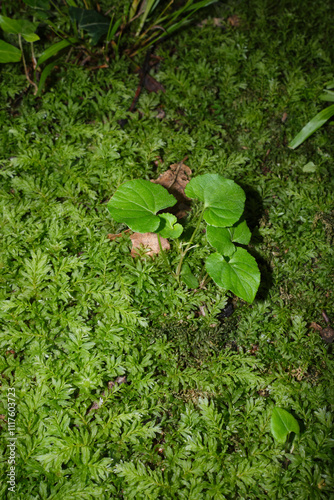 Mnium hornum moss close up photo