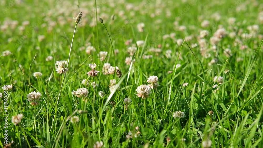 A bee on a clover flower. Trifolium pratense, the white clover in the meadow. White-flowered clover and Poa annua, or annual meadow grass on the lawn in summer in the sunlight. Meadow flowers Close up A bee on a clover flower. Trifolium pratense, the white clover in the meadow. White-flowered clover and Poa annua, or annual meadow grass on the lawn in summer in the sunlight. Meadow flowers Close up
