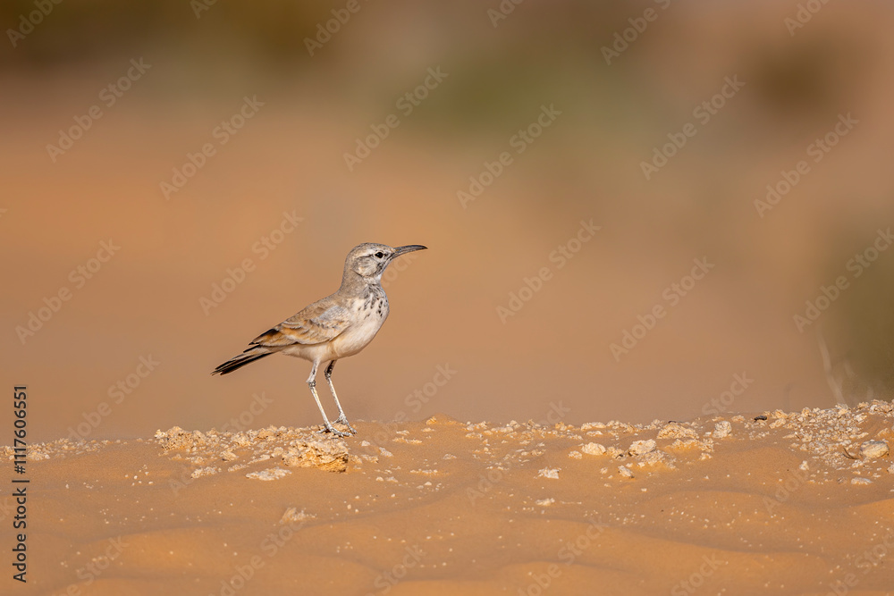 Greater hoopoe-lark, Alaemon alaudipes, Sahara Desert, Tunisia.