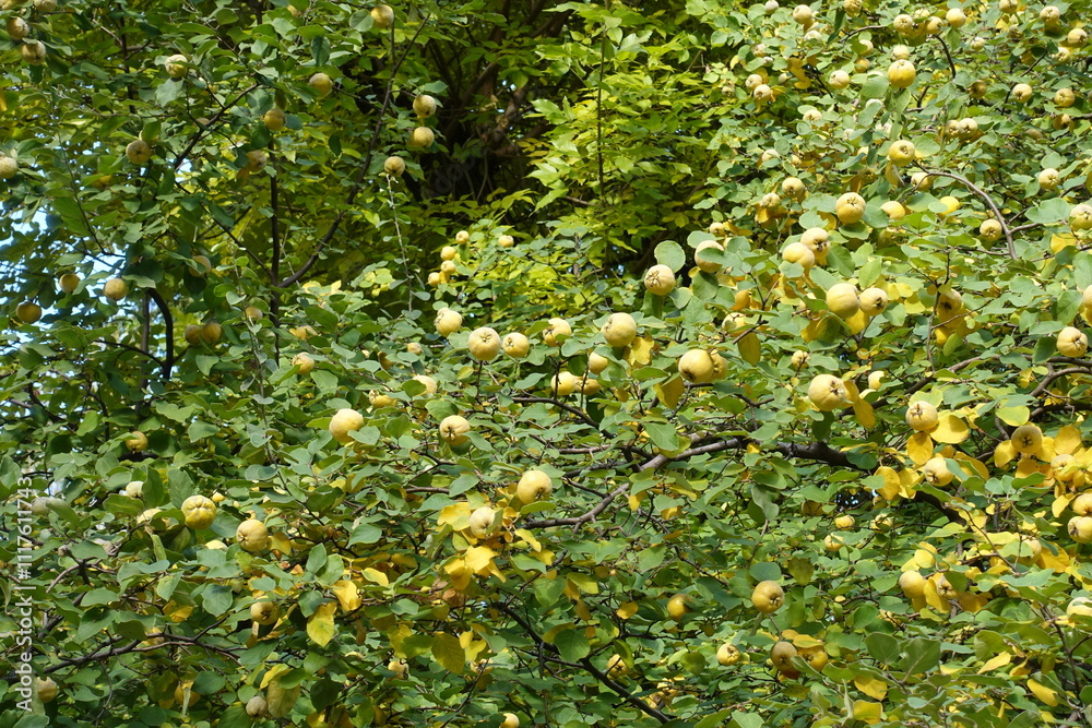 Φωτογραφία Abundant yellow fruits in the leafage of quince tree in mid October