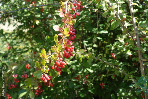 Downward facing branch of Berberis vulgaris with red berries in mid September photo