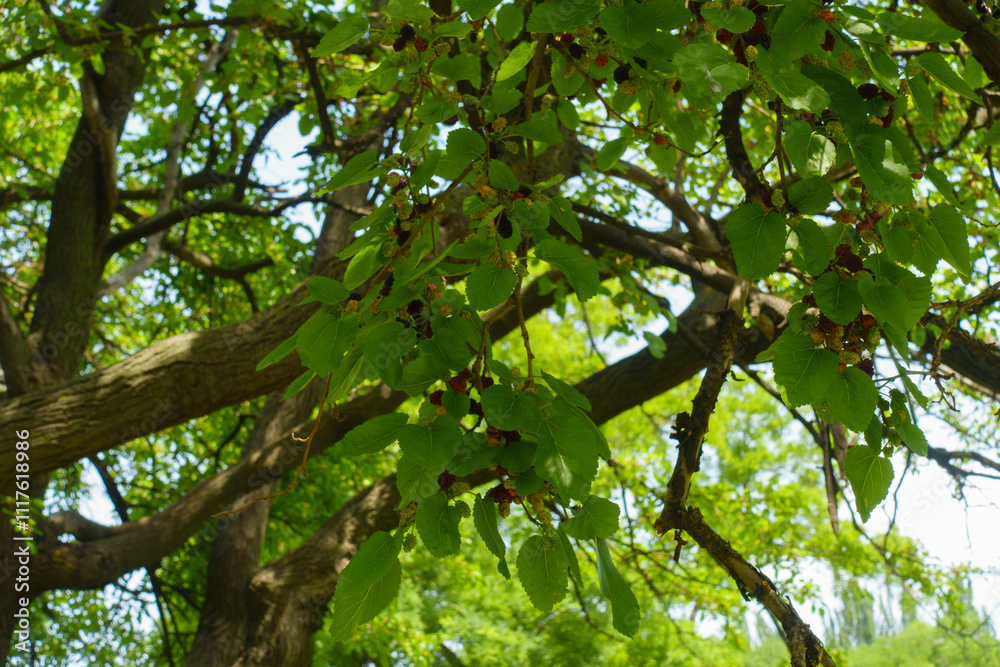 Ripe and unripe fruits in the leafage of mulberry in June Ripe and unripe fruits in the leafage of mulberry in June