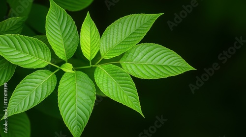 Lush Greenery Frame with Varied Tropical and Fern Leaves on a Dark Background