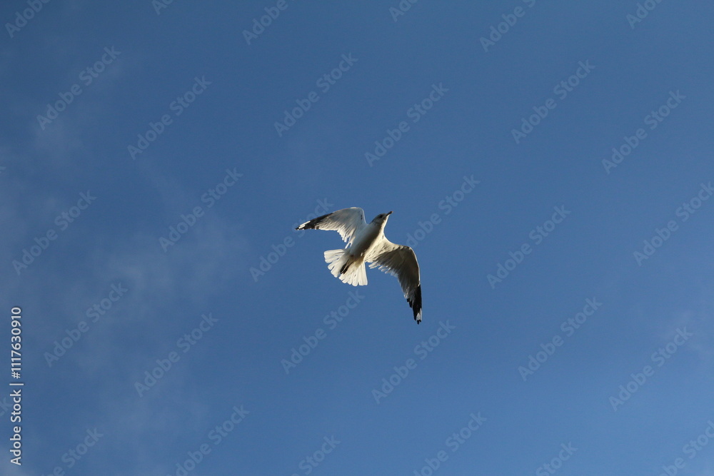seagull in flight seagull in flight
