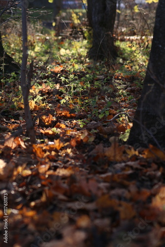 autumn in the forest