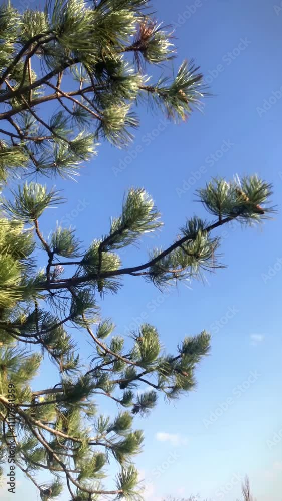 Serene Pine Tree Branches Swaying in the Breeze Serene Pine Tree Branches Swaying in the Breeze