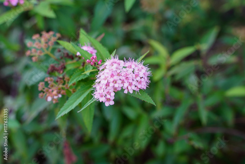 庭に咲くシモツケの花