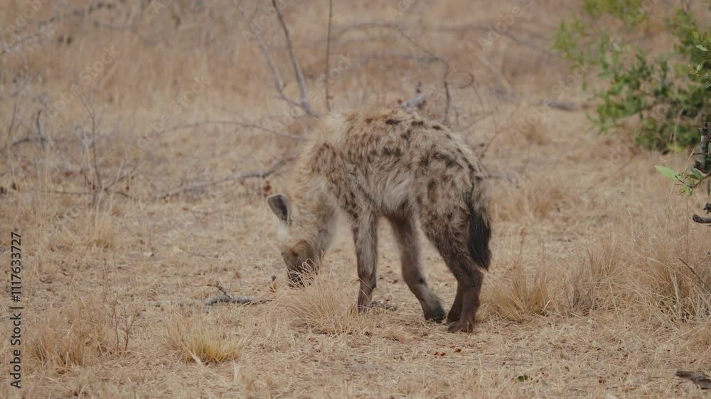 A spotted hyena standing in grass in Kruger National Park, South Africa, rearview A spotted hyena standing in grass in Kruger National Park, South Africa, rearview